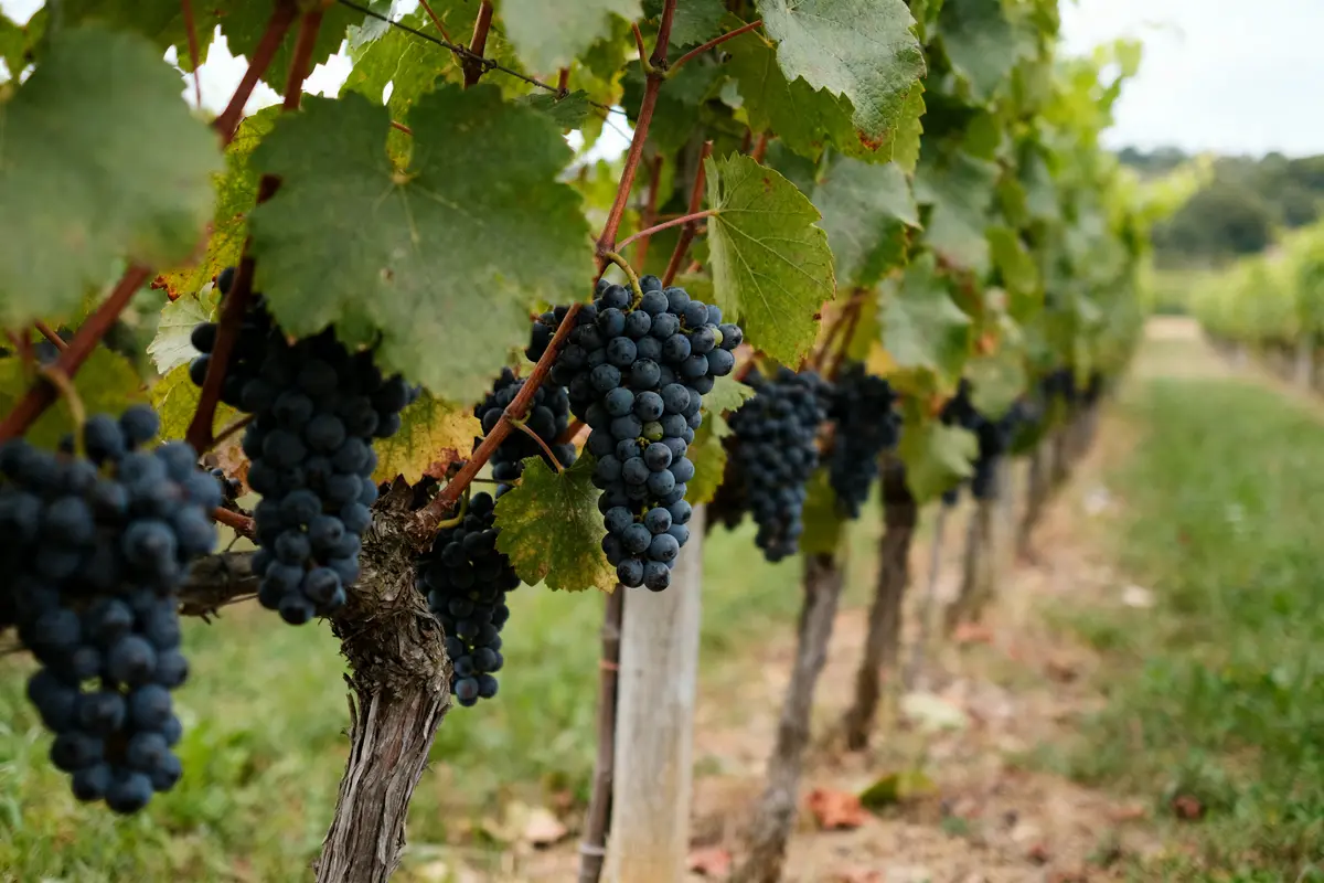 Cépages dans le Champagne : les 7 essentiels à connaître