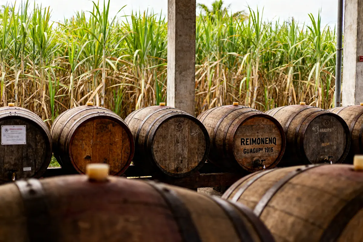 Reimonenq : découvrez le rhum guadeloupéen aux multiples distinctions