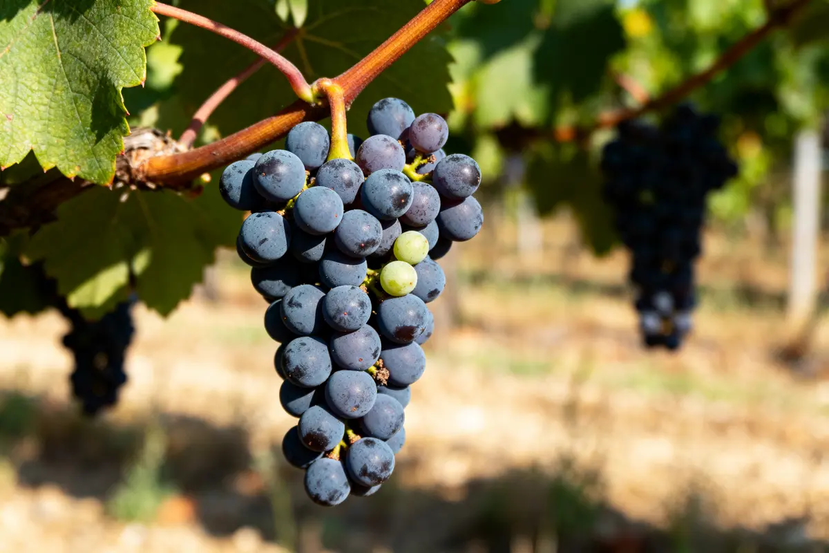 Grappe de raisins noirs sur vigne illustrant la définition de AOP pour le vin