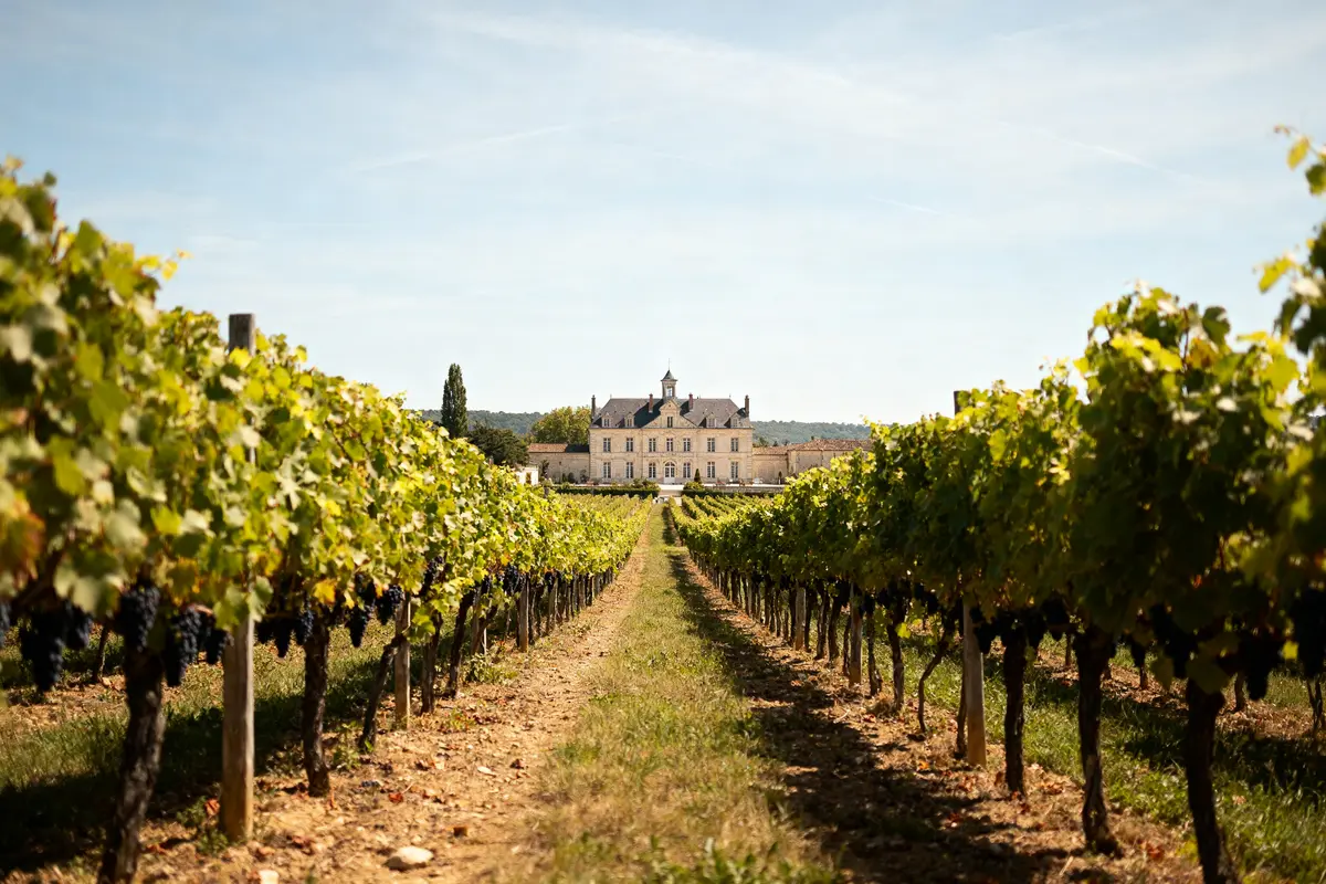 Meilleures années pour les vins de Bordeaux : Guide des millésimes