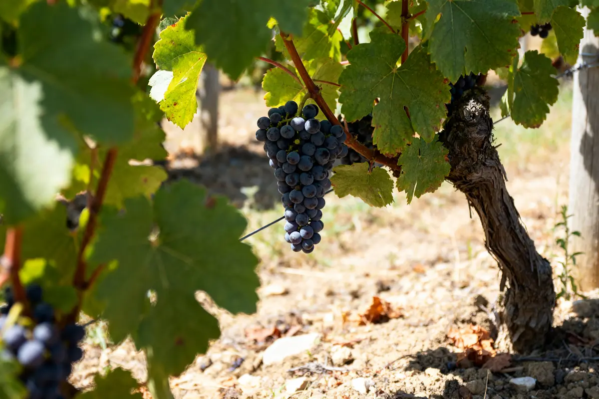 Petit Verdot : guide complet du cépage bordelais unique