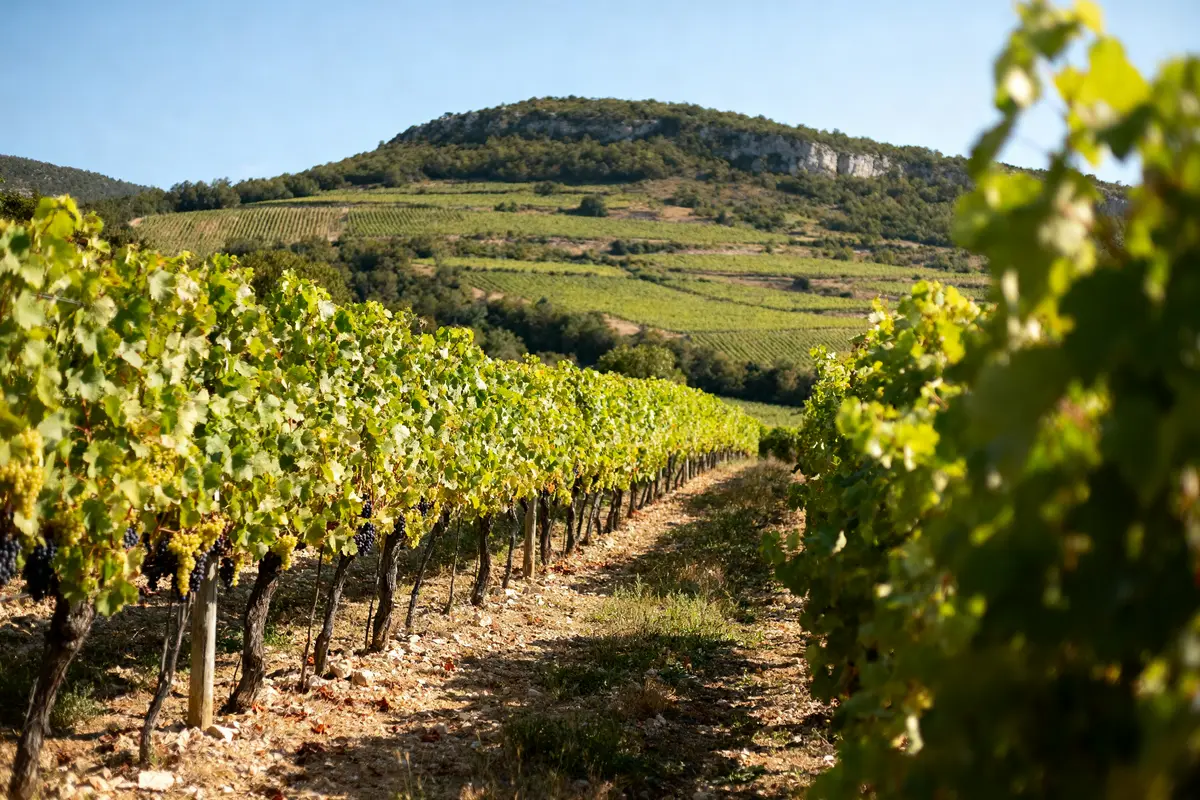 Vignes verdoyantes alignées sur colline ensoleillée, ciel bleu, paysage rural paisible.
